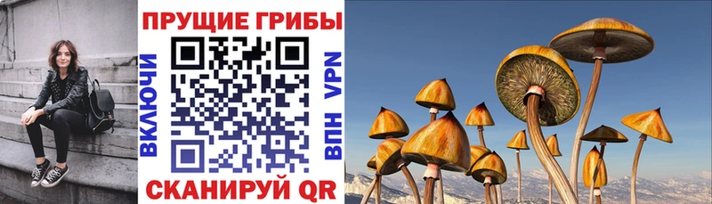 дарнет шоп Малоярославец Псилоцибиновые грибы Cubensis
