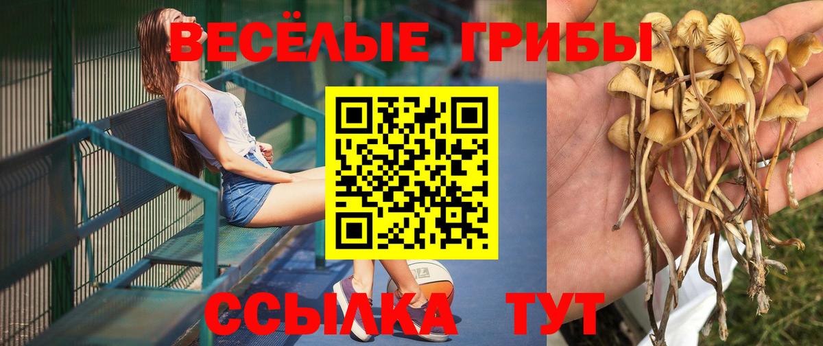 Галлюциногенные грибы прущие грибы  Вход с VPN  Малоярославец 